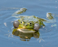 Marsh frog