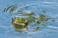 Marsh frog