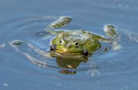 Marsh frog