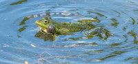 Marsh frog