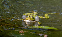 Marsh frog