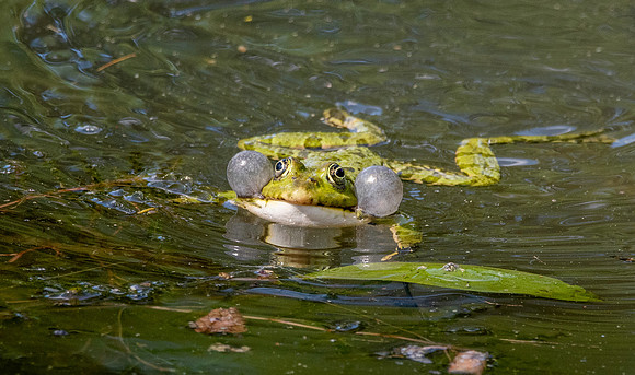Marsh frog