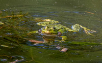 Marsh frog