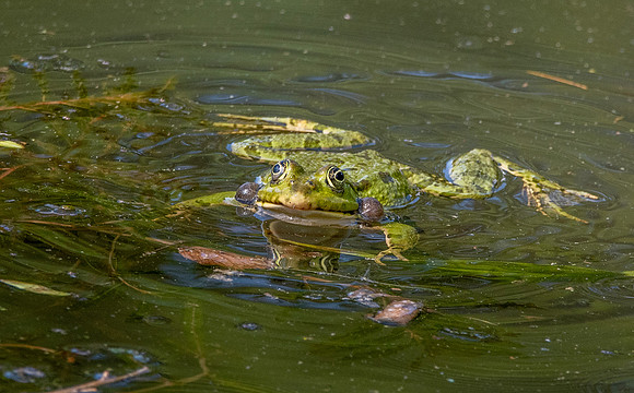 Marsh frog
