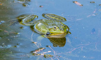 Marsh frog