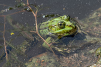 Marsh frog