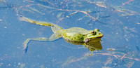 Marsh frog