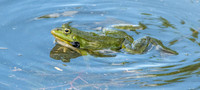Marsh frog