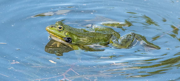 Marsh frog