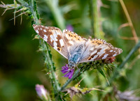 Painted lady