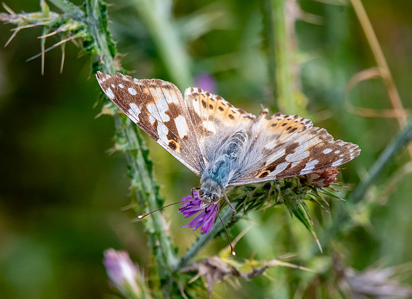 Painted lady