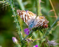 Painted lady