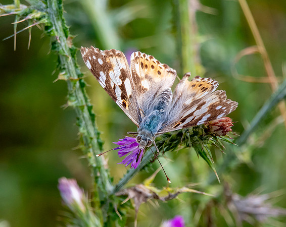 Painted lady