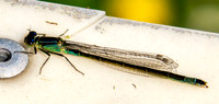 Blue-tailed damselfly