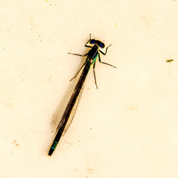 Blue-tailed damselfly