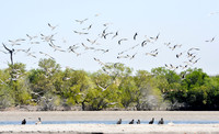 Black skimmers in flight