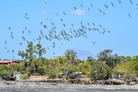 Black skimmers in flight