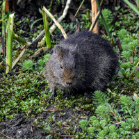 Brazilian guinea pig