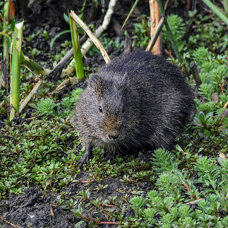 Brazilian guinea pig