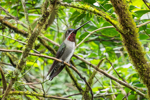 Long billed star throat hummingbird