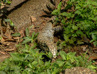 Argentine black and white tegu