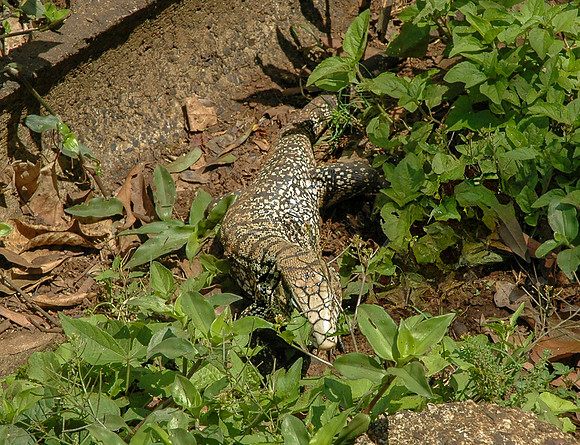Argentine black and white tegu