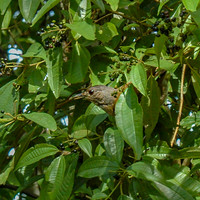 Pale breasted thrush