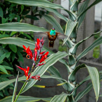 Amazilia hummingbird
