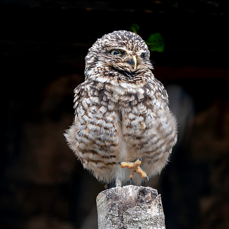 Burrowing owl