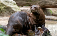 Giant river otter