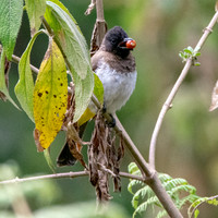 Common (Dodson's) bulbul
