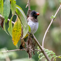 Dodson's bulbul