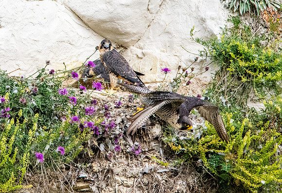 Peregrine falcon nest