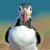 Atlantic Puffin with sand eels