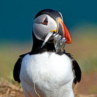 Atlantic Puffin with sand eels