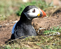 Atlantic Puffin