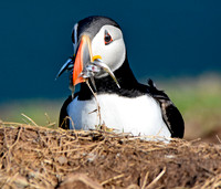 Atlantic Puffin with sand eels