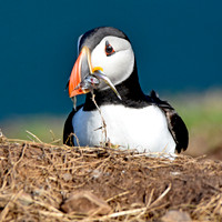 Atlantic Puffin with sand eels