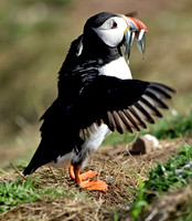Atlantic Puffin with sand eels