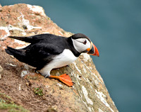 Atlantic Puffin