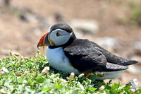 Atlantic Puffin