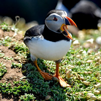 Atlantic Puffin