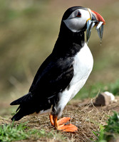 Atlantic Puffin with sand eels