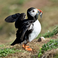 Atlantic Puffin with sand eels