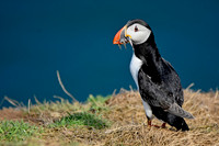 Atlantic Puffin with sand eels