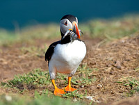 Atlantic Puffin with sand eels