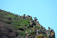 Atlantic Puffins