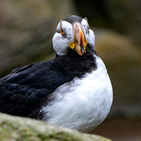Horned puffin