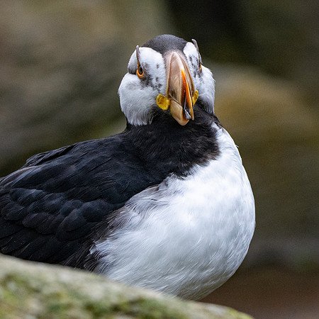 Horned puffin