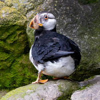 Horned puffin